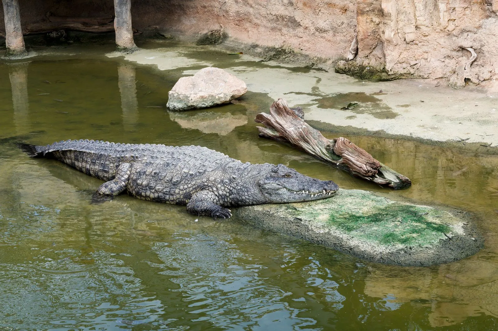 Reptile Heating and Lighting: A Practical Guide